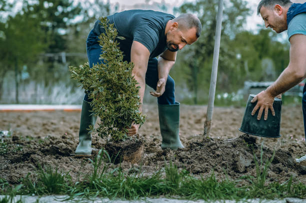 Best Grass Overseeding  in Lake City, SC