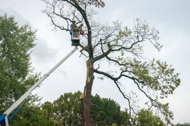 Best Tree Disease Treatment  in Lake City, SC