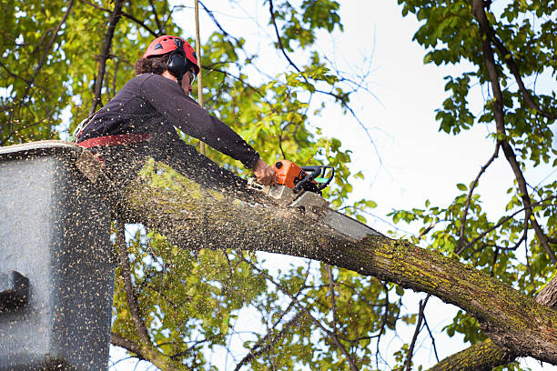 Best Root Management and Removal  in Lake City, SC