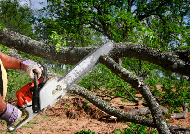 Best Lawn Renovation and Restoration  in Lake City, SC